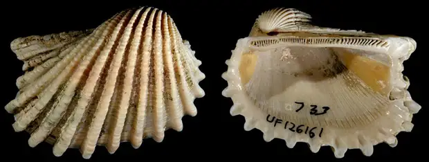 Закон сохранения энергии: почему лень может оказаться ключевым фактором в теории эволюции