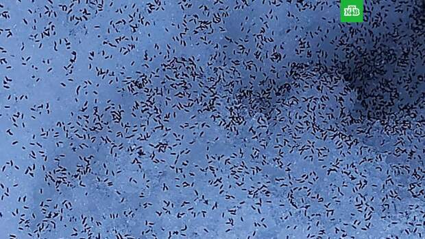 Подмосковье атаковали «снежные блохи»