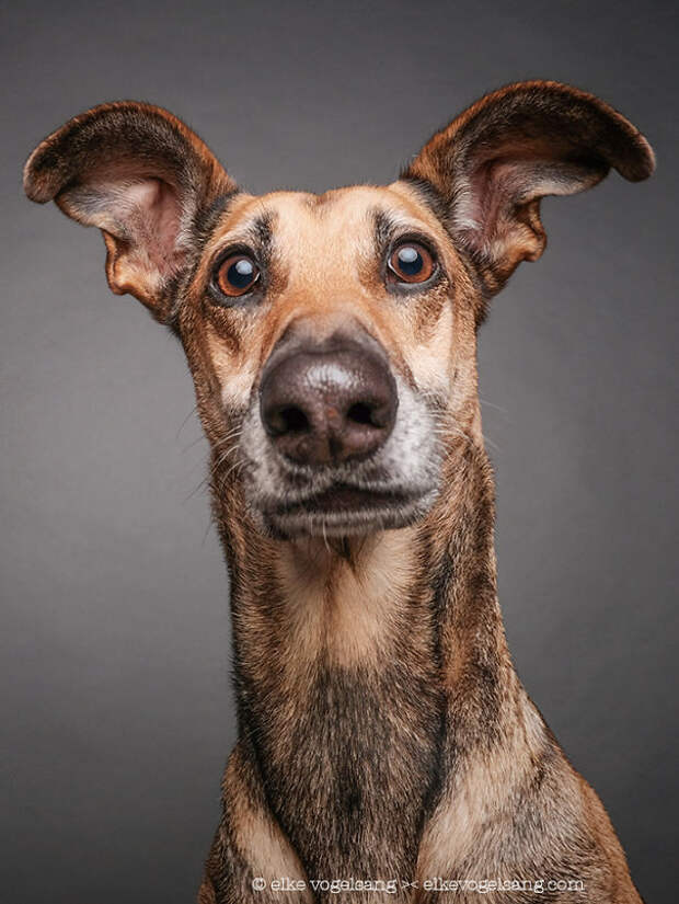 dogs-questioning-the-photographers-sanity-5__605