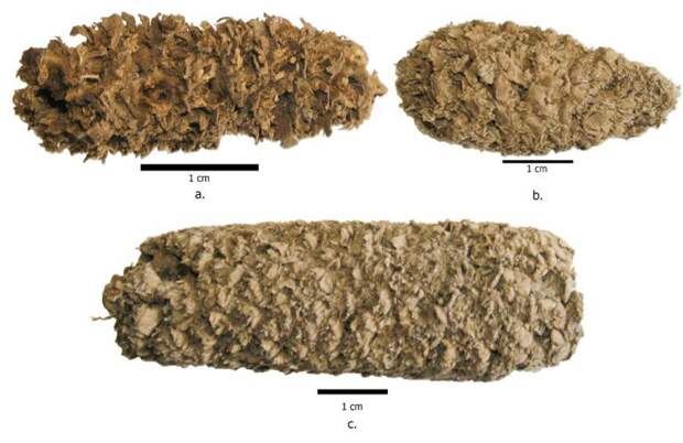 7. Самый старый попкорн (6700 лет) история, самые первые, факты