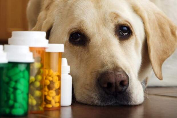 Как выбрать витамины для собак