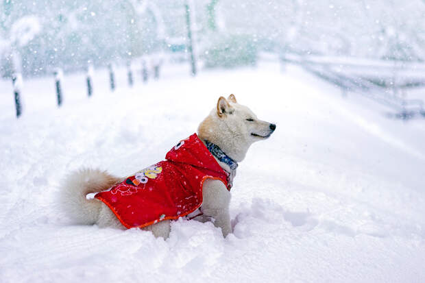 В Москве ожидается снегопад