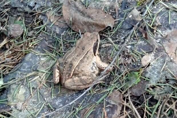 Под Новосибирском очень громко расквакались первые лягушки