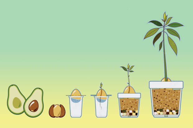 Как вырастить авокадо — пошаговое описание