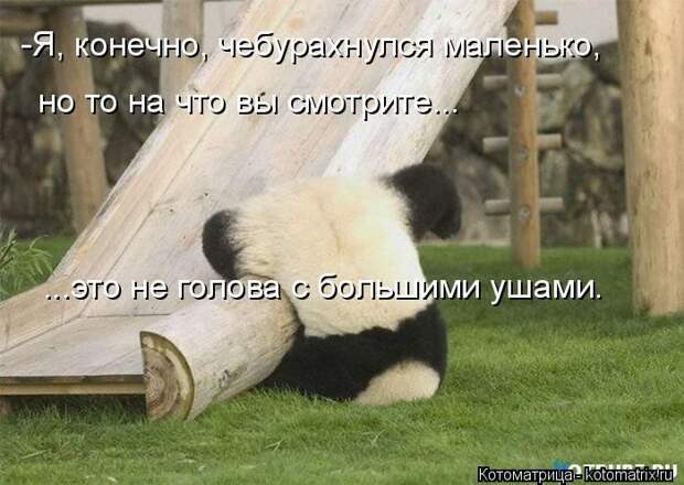 Лучшие котоматрицы недели (50 фото)