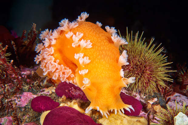 Морской слизняк из семейства морских лучепёрых рыб