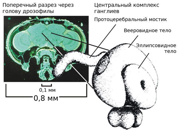 Рис. 3. Поперечный срез головы дрозофилы и центральный комплекс ганглиев