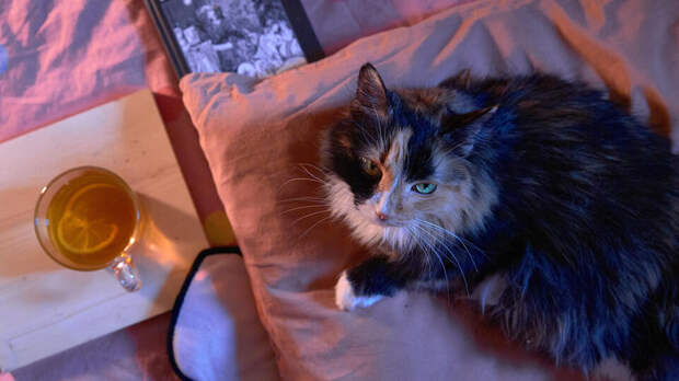 В Госдуму внесли проект о едином реестре домашних животных