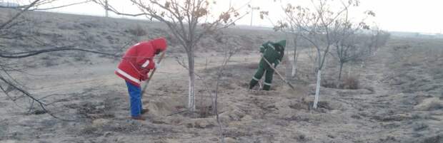 В Актау в декабре провели озеленительные работы