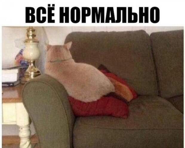 Прикольные картинки на каждый день