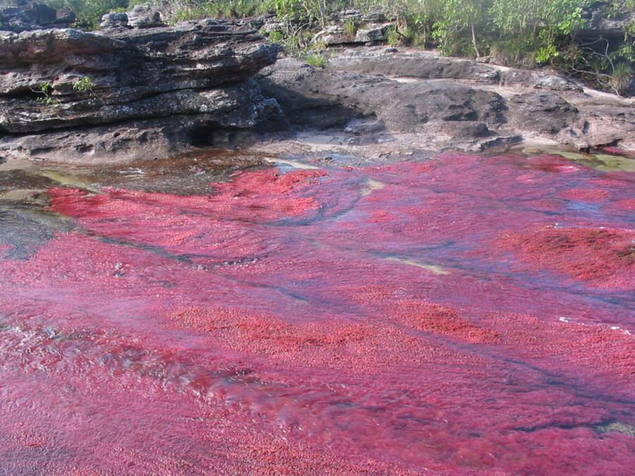 Каньо-Кристалес — самая красивая река на Земле Каньо-Кристалес — самая красивая река на Земле