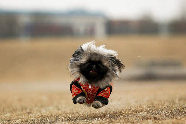 Собака-спортсмен в парке Пекина, Китай