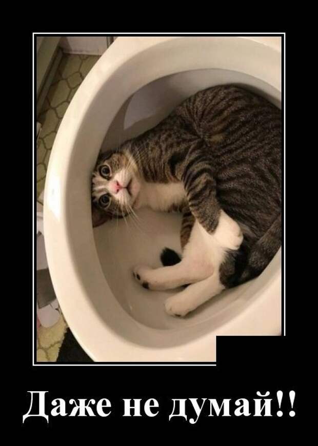 Демотиваторы Демотиваторы