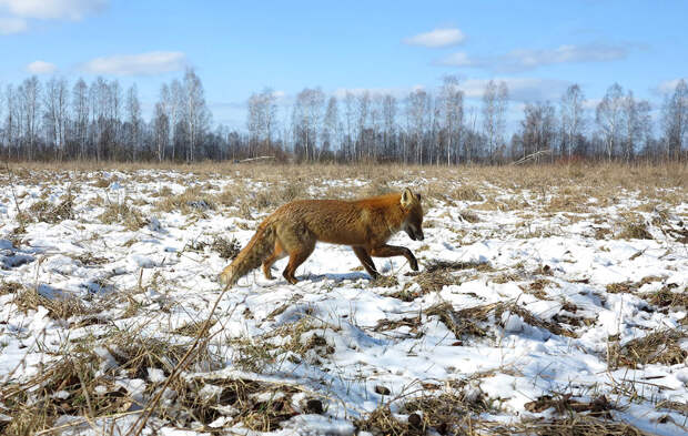 чернобыльская лиса
