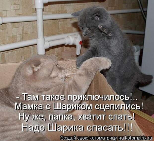 Лучшие котоматрицы за неделю