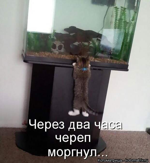 Лучшие котоматрицы недели (50 фото)