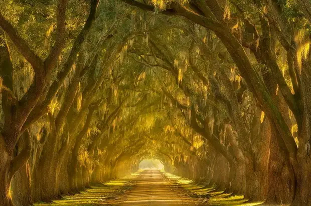 Тоннель деревьев. Штат Луизиана, США.