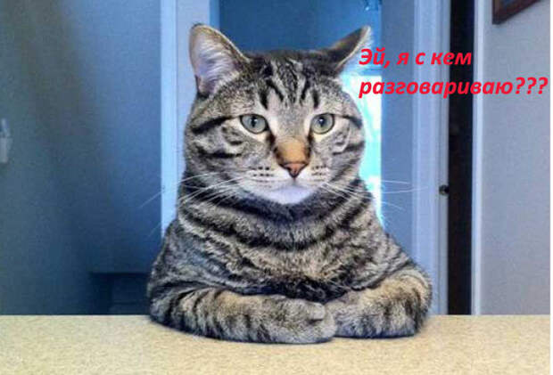 Собаки и кошки: кто умнее кошки, собаки