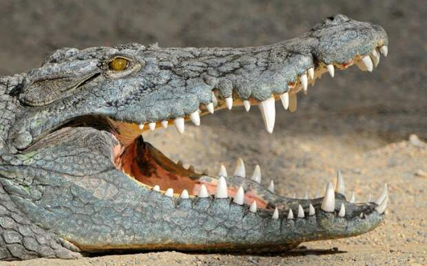 Krokodil-achtergronden-dieren-hd-krokodillen-wallpapers-1