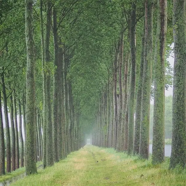 Тоннель из деревьев в Брюгге, Бельгия