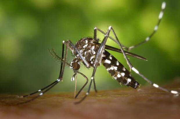 Ученые планируют «отучить» комаров пить кровь человека