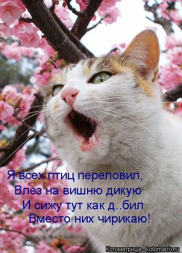Лучшие котоматрицы недели (50 фото)