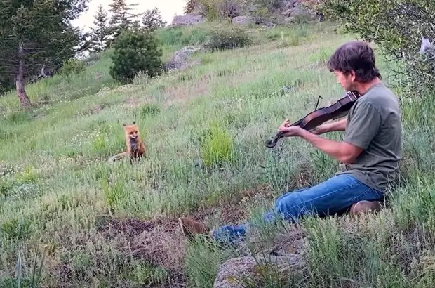 Видео: Дикая лиса приходит каждый день послушать, как мужчина играет на банджо