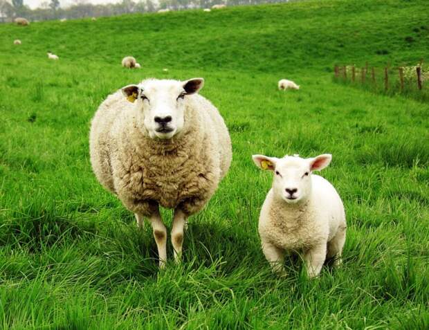 Овцы предпочитают улыбки, а у коров есть лучшие друзья: 25 мимими-фактов