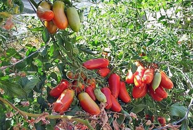 лучшие сорта томатов для вяления и сушки