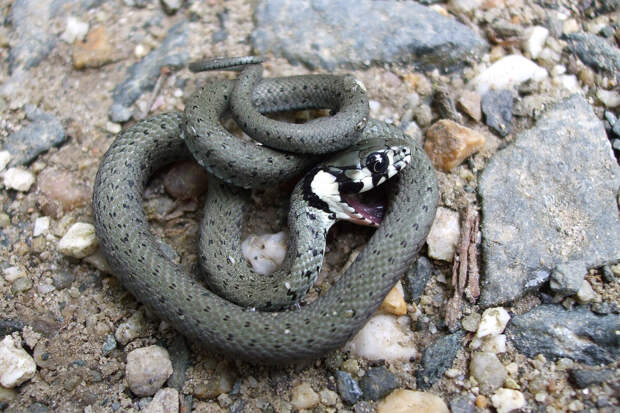 В Москве проснулись ужи