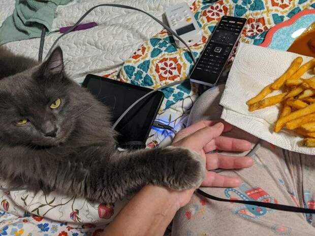 Шкодливые и наглые котики, от которых не стоит ждать ничего хорошего