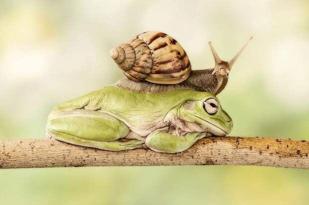 Mandatory Credit: Photo by Lessy Sebastian/Solent News/REX Shutterstock (2647080c) The snail slides over the sleeping frog's back Snail slides across the back of a sleeping frog, Jakarta, Indonesia - 22 Jun 2013 *Full story: http://www.rexfeatures.com/nanolink/lu25 This snail enjoys a long game of leapfrog as it takes eight minutes to calmly climb over a croaker before reaching its destination. The frog was enjoying an afternoon nap, minding its own business high up in a branch, when the snail decided to interrupt its snooze. Approaching the snoozing amphibian the quick-thinking snail clearly decided that the only way to reach its destination was to slide over the frog, which took it eight long minutes. Photographer Lessy Sebastian, from Jakarta, Indonesia, captured the rare moment in his front garden. A number of green tree frogs live in the pond underneath the branch in question and often jump up to enjoy the shade while they sleep.