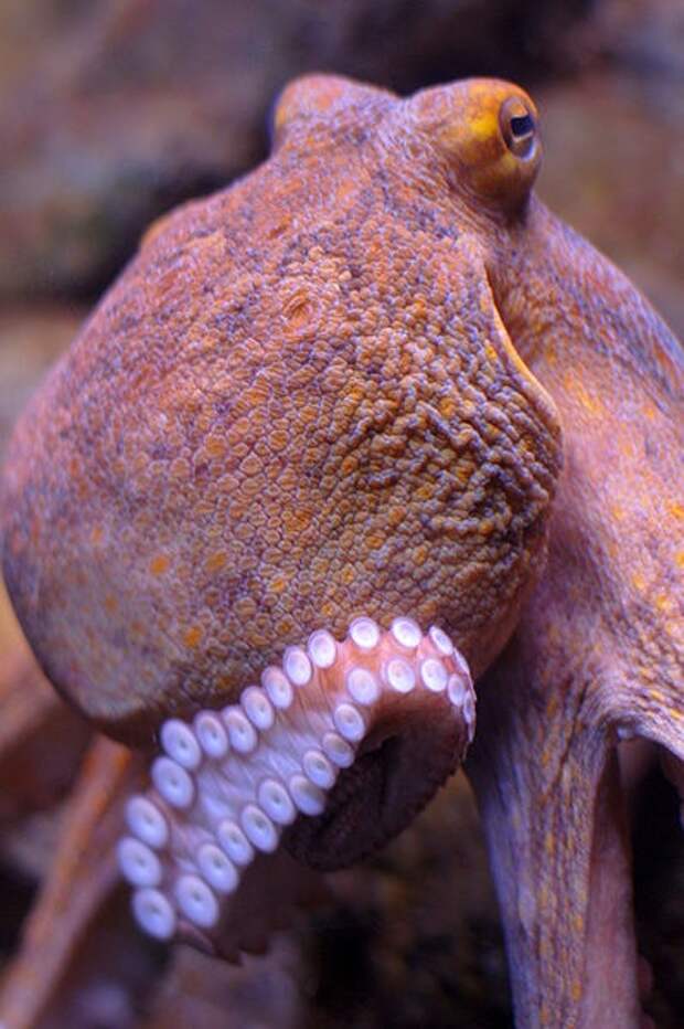 Octopus_Head