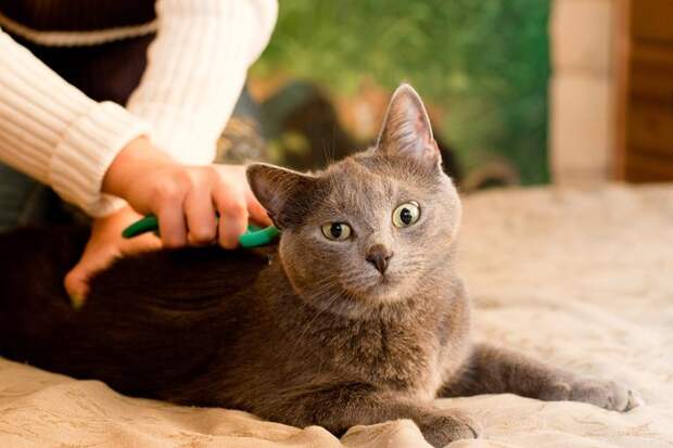вычесывание кота
