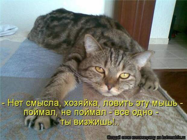 Котоматрица
