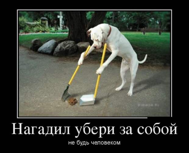 Демотиваторы  демотиваторы, прикол, смех, юмор