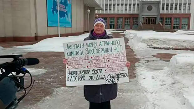 В Новосибирске задержали женщину, потерявшую почти 200 голов скота из-за убоя