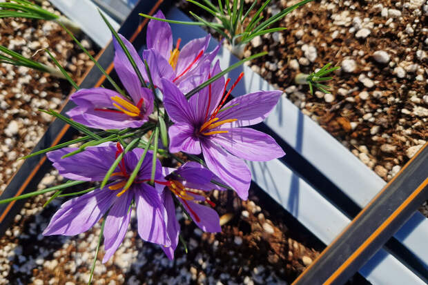 Nutrients: экстракт шафрана укрепил память у пожилых крыс