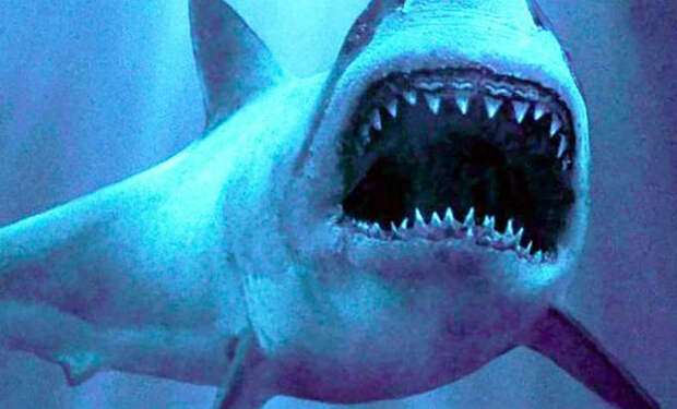 Пятиметровая акула проверила на прочность батискаф с людьми