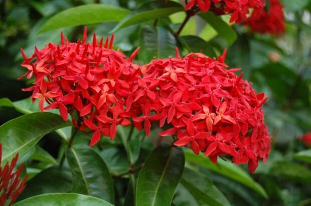 Ixora-520x345 (520x345, 56Kb)