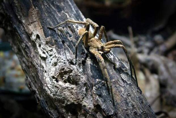 Бразильский странствующий паук (Phoneutria), фото членистоногие фотография