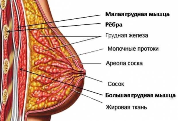 молочная железа