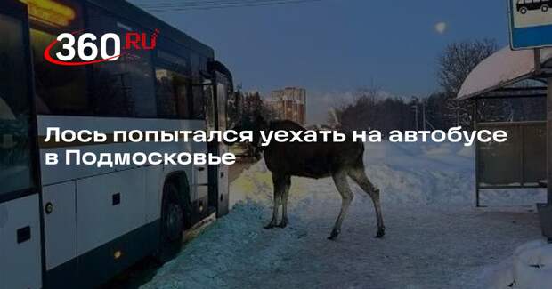 Лось попытался уехать на автобусе в Подмосковье
