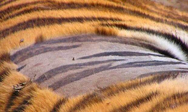 бритый тигр, побритый тигр - Интересные факты о тиграх