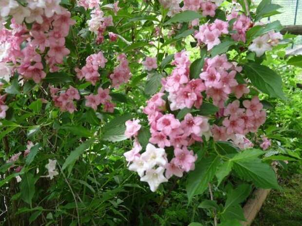 Weigela Abel Carriere, фото сайта ogrody-tarasy.pl