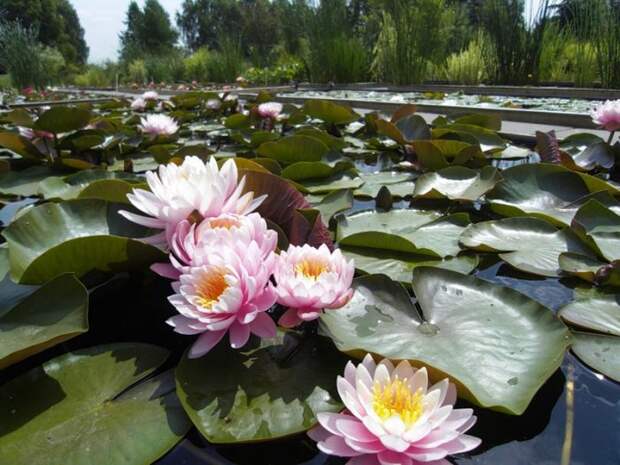 Самые интересные факты о Китае.  Лотос - священный цветок в Китае.