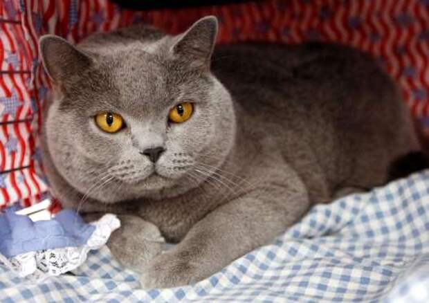 A British shorthair cat named Renegade, representing John McCain, sits in his cage at a "vote for your favorite DemoCat or RepubliCat" event, at the CFA-Iams Cat Championship, in New York, October 18, 2008. The cat show runs through the weekend at Madison Square Garden and includes show cats, trained cats and rescued cats looking for a good home. REUTERS/Chip East (UNITED STATES)...