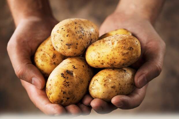Секрет большого урожая картофеля Садовед