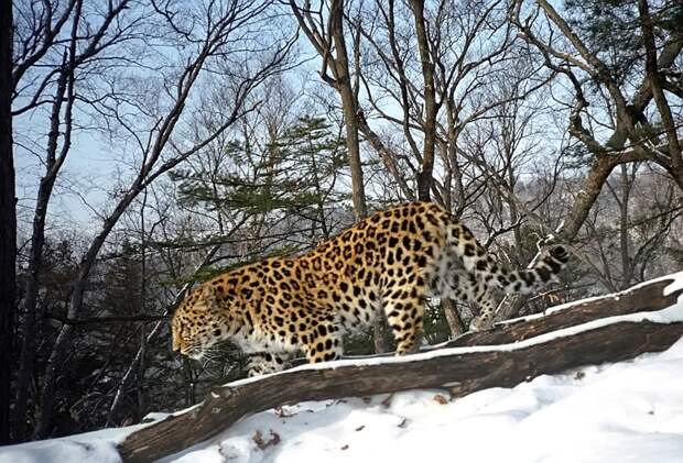 Дальневосточный Леопард - Животные - Животные - Каталог статей - MeetsWorld