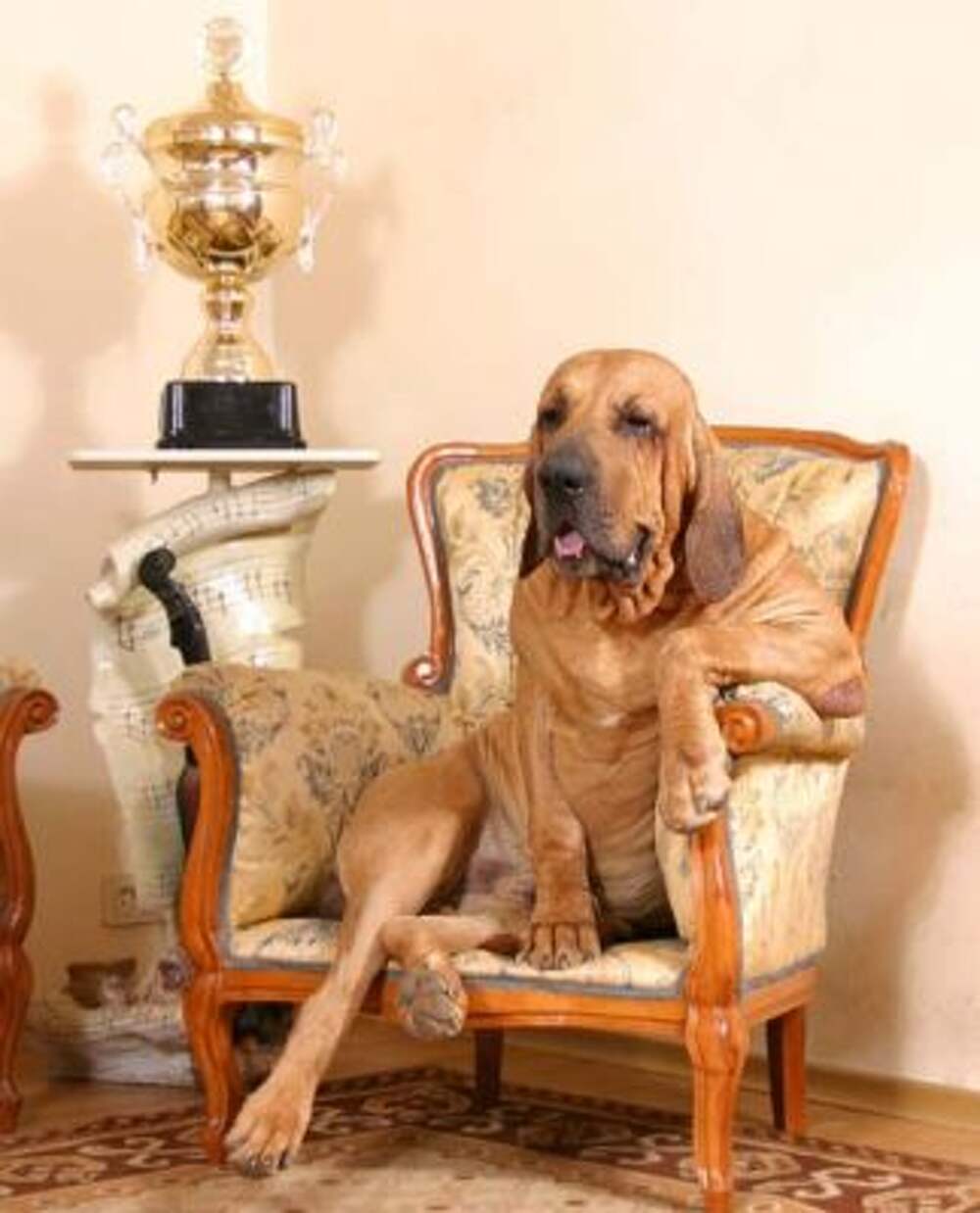 Кресло для собаки
